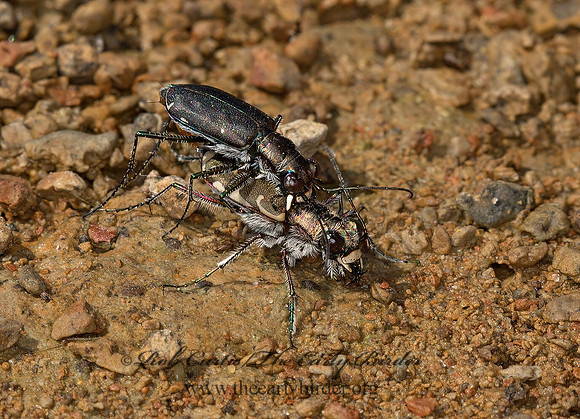 Cicindelidia p. punctulata  PUNCTURED TIGER BEETLE 9052664z