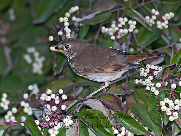 Catharus guttatus  HERMIT THRUSH 8031922z