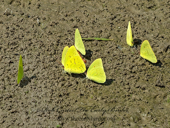 Phoebis sennae  CLOUDLESS SULPHUR 9052644z