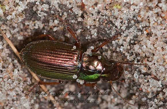 Harpalus affinis 3002751z