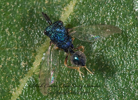 Orasema 6026098z