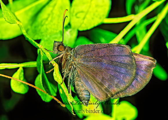 Eantis tamenund  SICKLE-WINGED SKIPPER 69804z