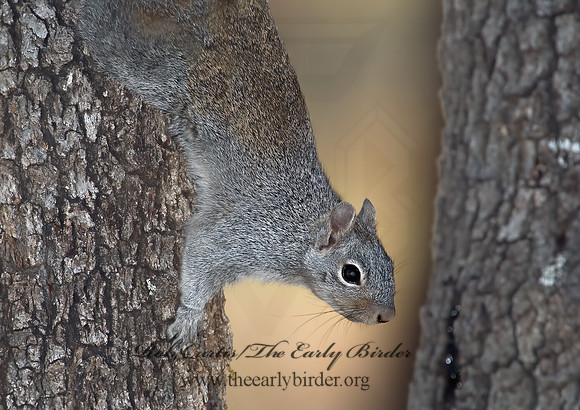 Sciurus arizonensis  ARIZONA GRAY SQUIRREL 5006106z