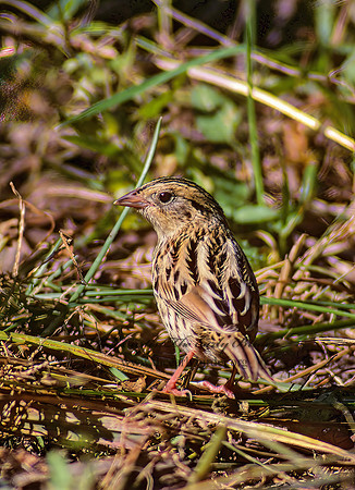 Ammospiza leconteii  LE CONTE'S SPARROW 97711z