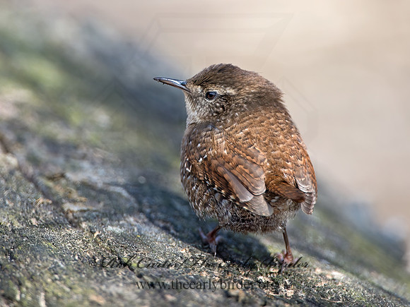 Troglodytes hiemalis  WINTER WREN 9028239z