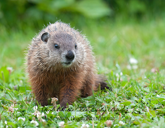 Marmota monax  WOODCHUCK 8034832z