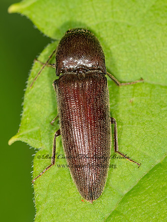 Melanotus  9040151z