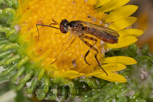 Stylogaster biannulata  THICK-HEADED FLY 3023459z