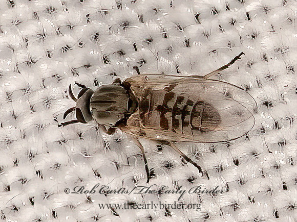 Simulium  BLACK FLY 6036591z