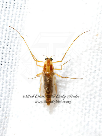 Harnischia~ ORANGE MIDGE 3039278z