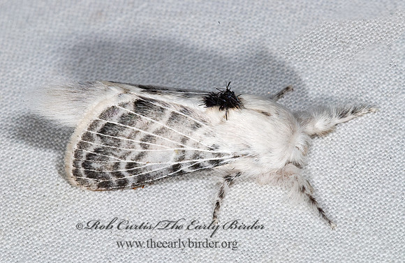 Apotolype brevicrista LAPPET MOTH 6024891z