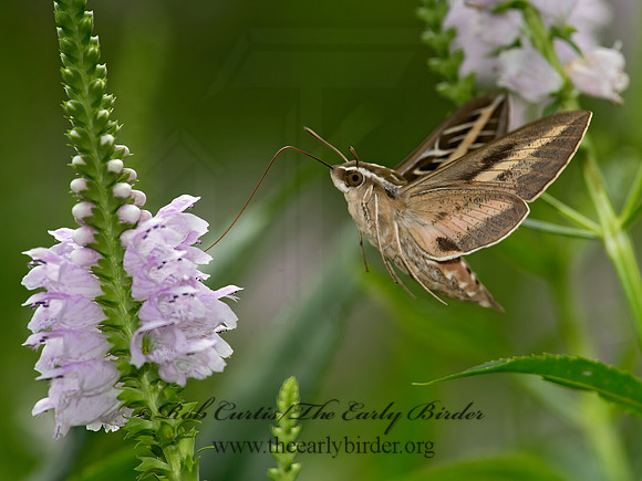 Hyles lineata  WHITE-LINED SPHINX 9014161 z