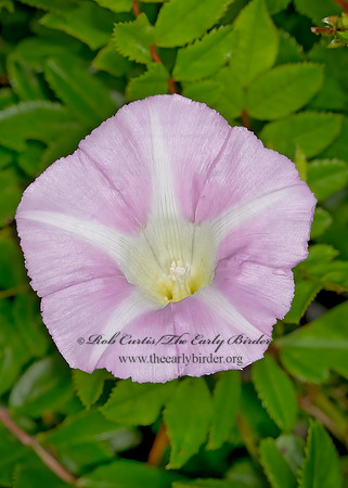 Calystegia sepium   HEDGE BINDWEED 9033190z