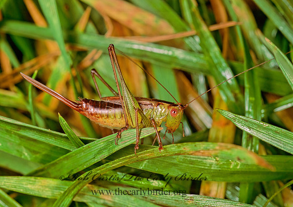Conocephalus brevipennis  SHORT-WINGED MEADOW GRASSHOPPER  138607z