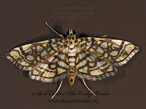 Lygropia rivulalis BOG LICHEN MOTH 8008239z