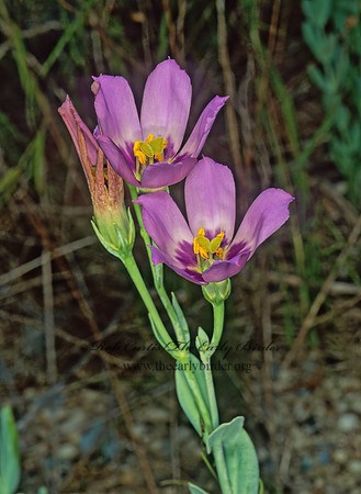 Eustoma exultum  MARSH GENTIAN 249022z
