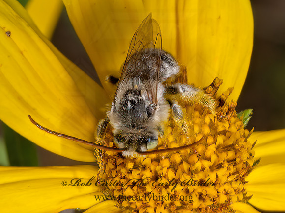 Melissodes  LONG-HORNED BEE 3023894z
