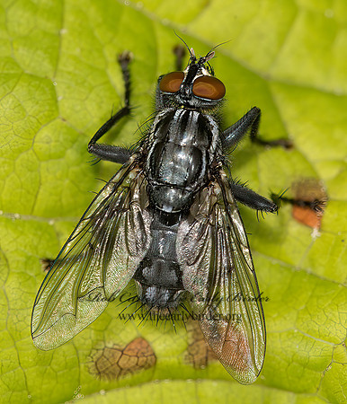 Sarcophagidae  FLESH FLY 9031851z