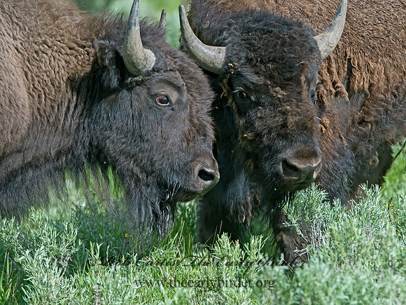 Bison bison  AMERICAN BISON 9061027z