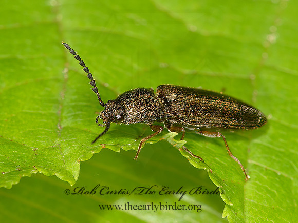 Gambrinus CLICK BEETLE 9032044z