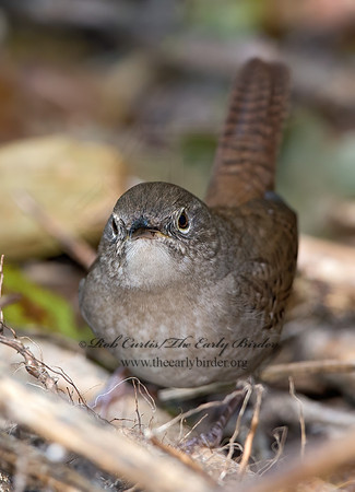 Troglodytes hiemalis  WINTER WREN  9025369z