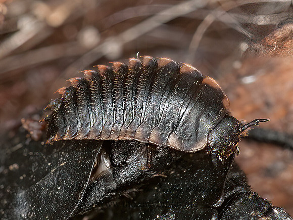 Oiceoptoma inaequale  RIDGED CARRION BEETLE 3016815z