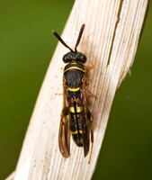 Leucospis affinis 8005075z