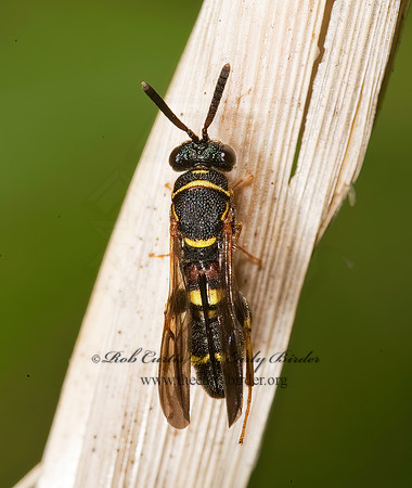 Leucospis affinis 8005075z