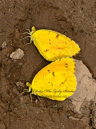 Eurema nicippe  SLEEPY ORANGE 3038186z