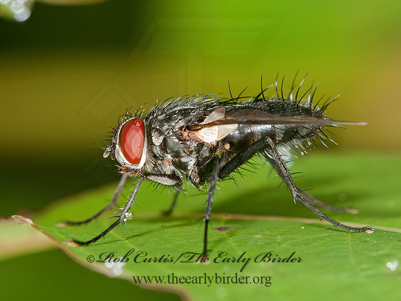 Thelaira americana  DEXIINAE TACHINID FLY 3013153z