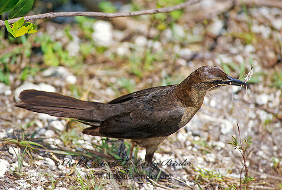 Quiscalus major  BOAT-TAILED GRACKLE 250720z