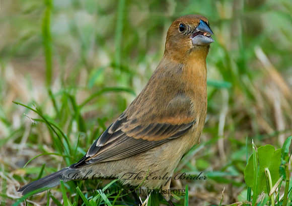 Guiraca caerulea  BLUE GROSBEAK 7002341z