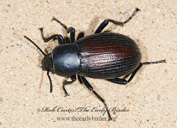 Eleodes carbonarius obsoletus  AMPHIDORINI DARKLING BEETLE 7011146z