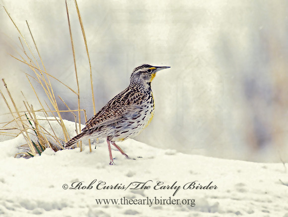 Sturnella neglecta  WESTERN MEADOWLARK 119530z