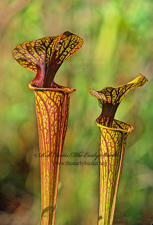 Sarracenia flava -TRUMPET 262919z