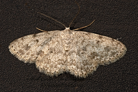 Scopula plantagenaria  STERRHINAE GEOMETER 3034939z