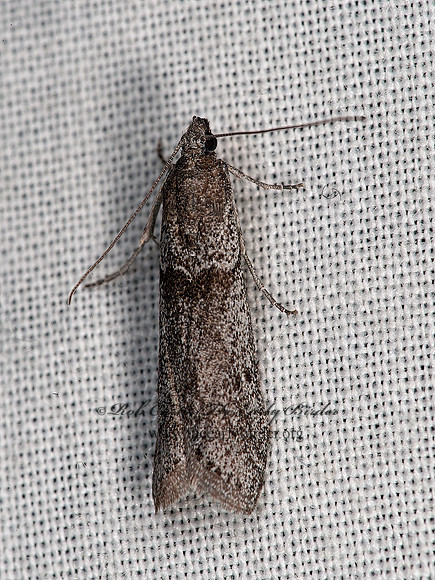 Phycitini  PYRALID MOTH 8036535z