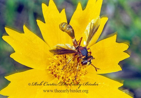Physocephala texana THICK-HEADED FLY 281723z