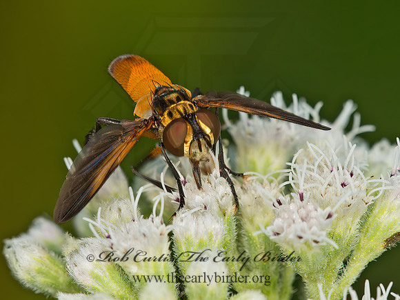 Trichopoda pennipes  FEATHER-LEGGED FLY 9061804z