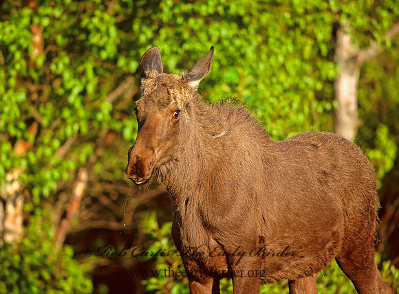 Alces alces  MOOSE 233420z
