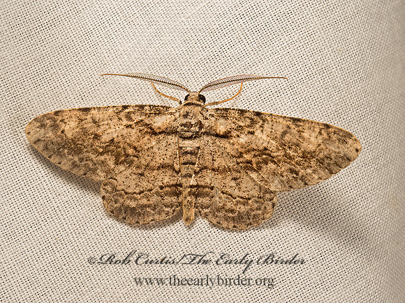 Anavitrinella pampinaria  COMMON GRAY 9050486z