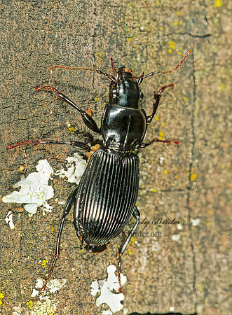 Pterostichus 207903z