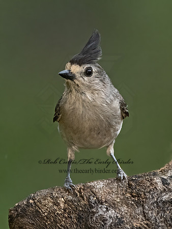 Baeolophus atricristatus  BLACK-CRESTED TITMOUSE 3035530z