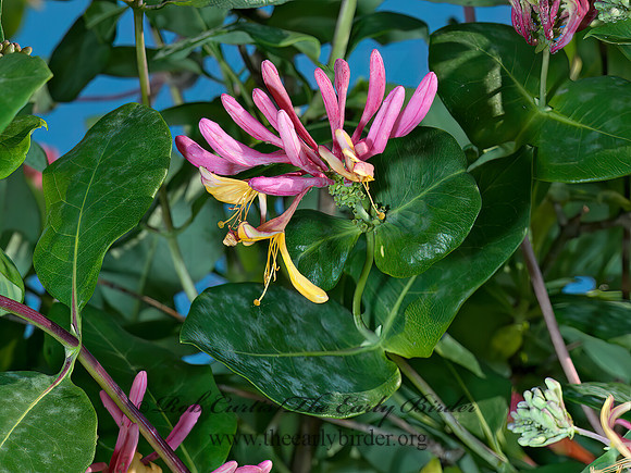 Lonicera heckrotti  GOLDFLAME HONEYSUCKLE 8031357z