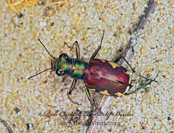 Cicindela scutellaris lecontei 278232z