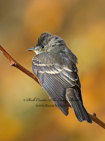 Contopus virens  EASTERN WOOD PEWEE 9005945z