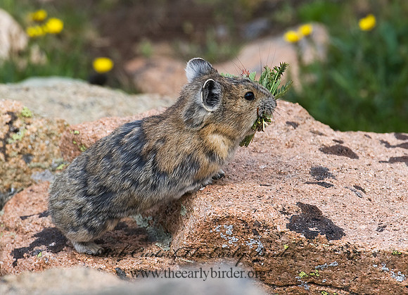 Ochotona princeps  AMERICAN PIKA 7010501z