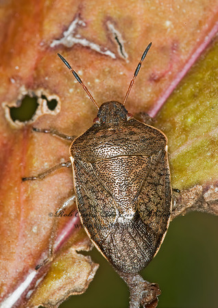 Holcostethus limbolarius 5016583z
