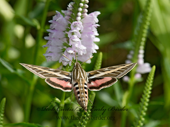 Hyles lineata  WHITE-LINED SPHINX 9014149 z