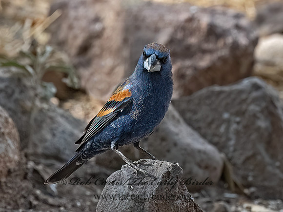 Guiraca caerulea  BLUE GROSBEAK 3037061z